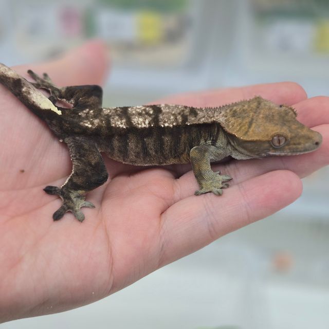 세이블