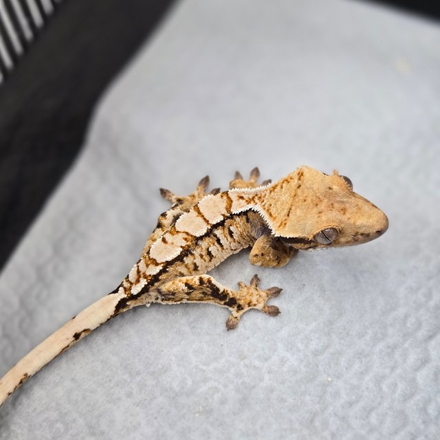 트라이 익스트림할리퀸 노멀