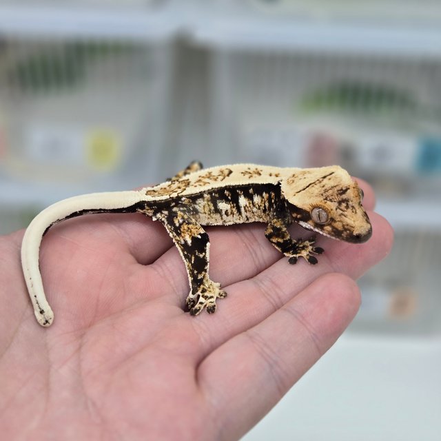 쿼드 핀스트라이프 화이트스팟 노멀