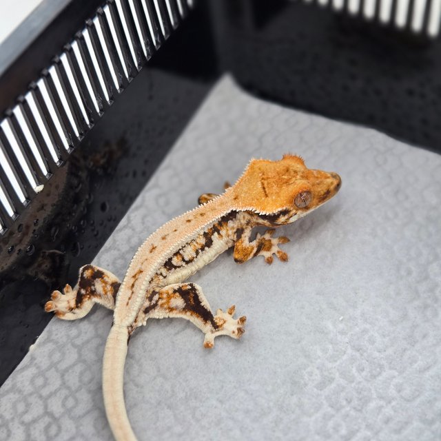 트라이 릴리화이트