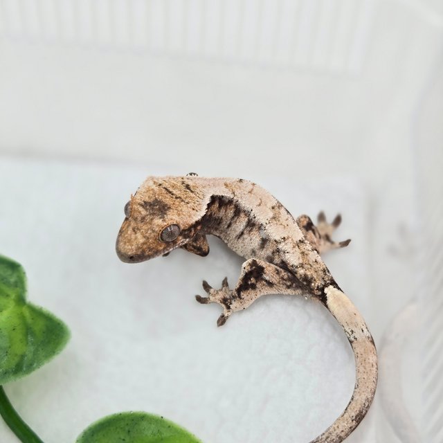 드리피 화이트스팟 세이블