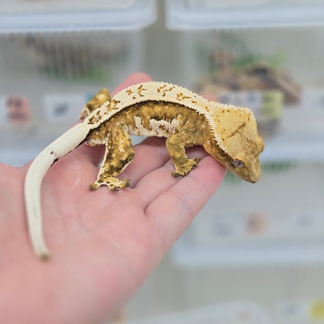 크림 쿼드 노멀