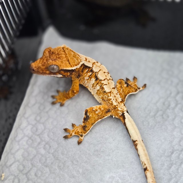 텐저린 트라이 익스트림할리퀸 노멀