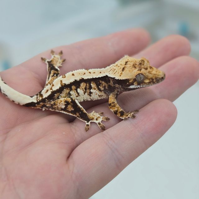 트라이 익스트림할리퀸