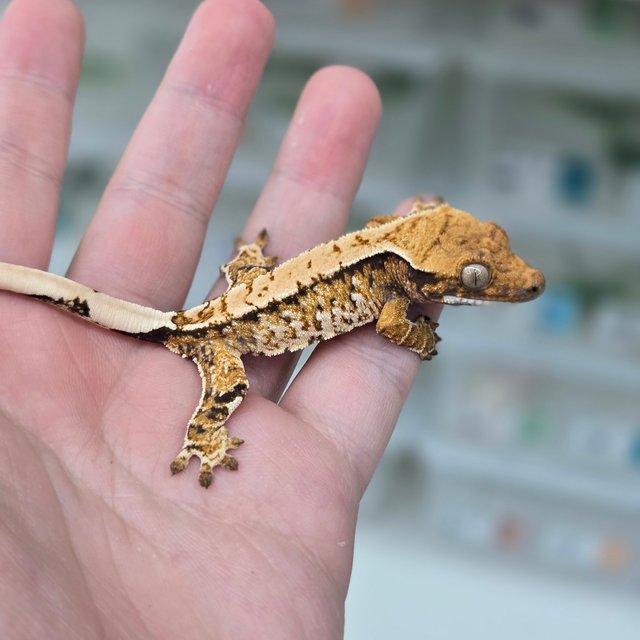 트라이 익스트림할리퀸 화이트스팟 노멀