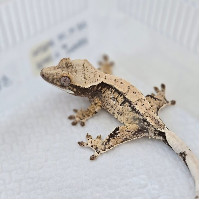 드리피 핀스트라이프 트라이 노멀