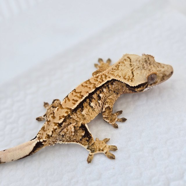 핀스트라이프 트라이 노멀