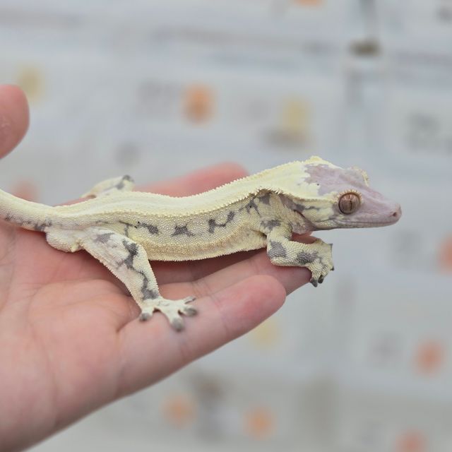 프라푸치노