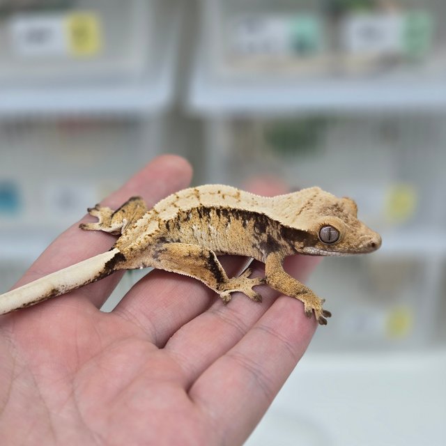 트라이 익스트림할리퀸 노멀