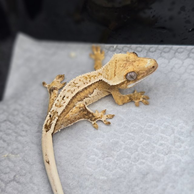 크림시클 쿼드 핀스트라이프