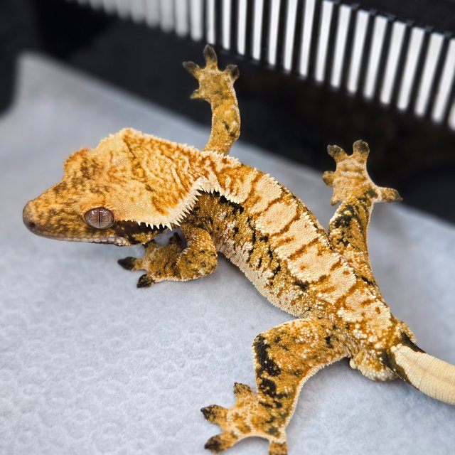 트라이 익스트림할리퀸