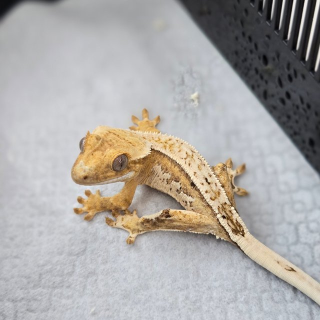 크림시클 쿼드 핀스트라이프