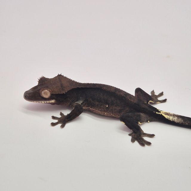챠콜 알티