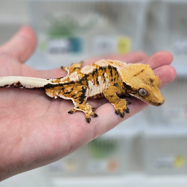 트라이 익스트림할리퀸 화이트스팟