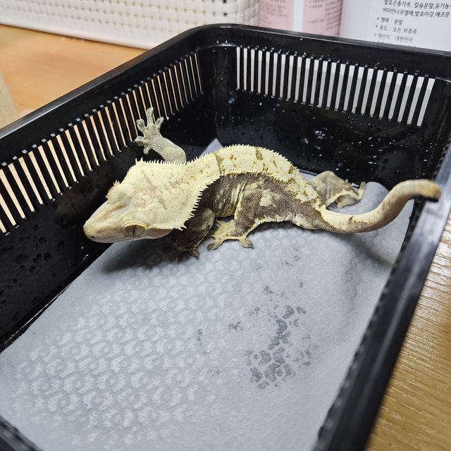 노멀 다크 플레임