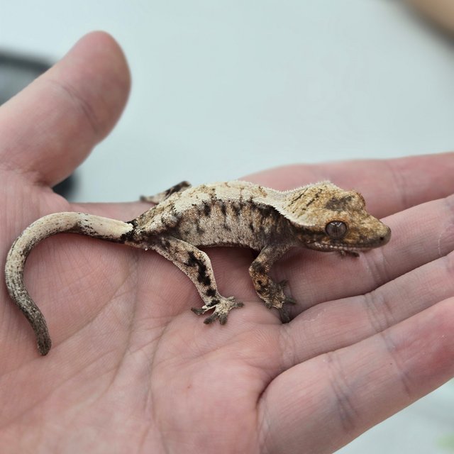 드리피 화이트스팟 세이블