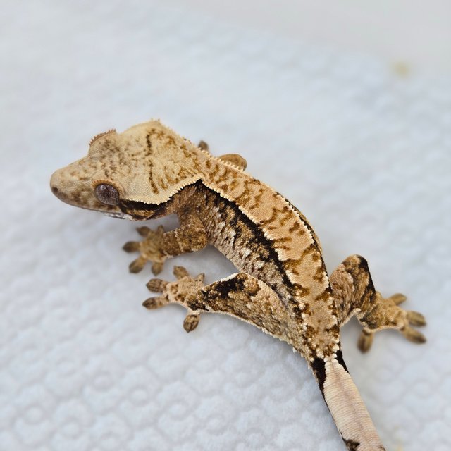 핀스트라이프 트라이 노멀