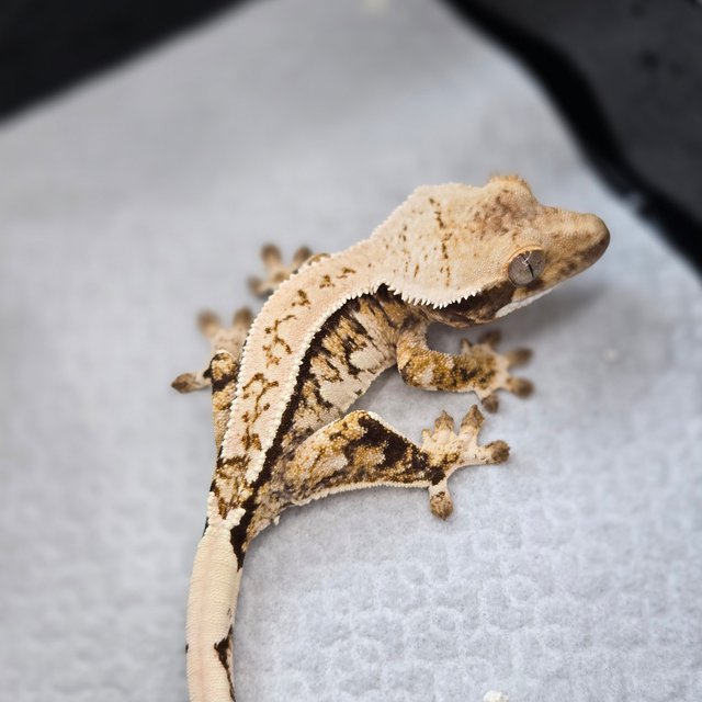 핀스트라이프 트라이 노멀