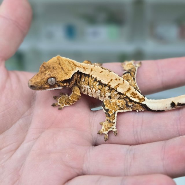 트라이 익스트림할리퀸 화이트스팟 노멀