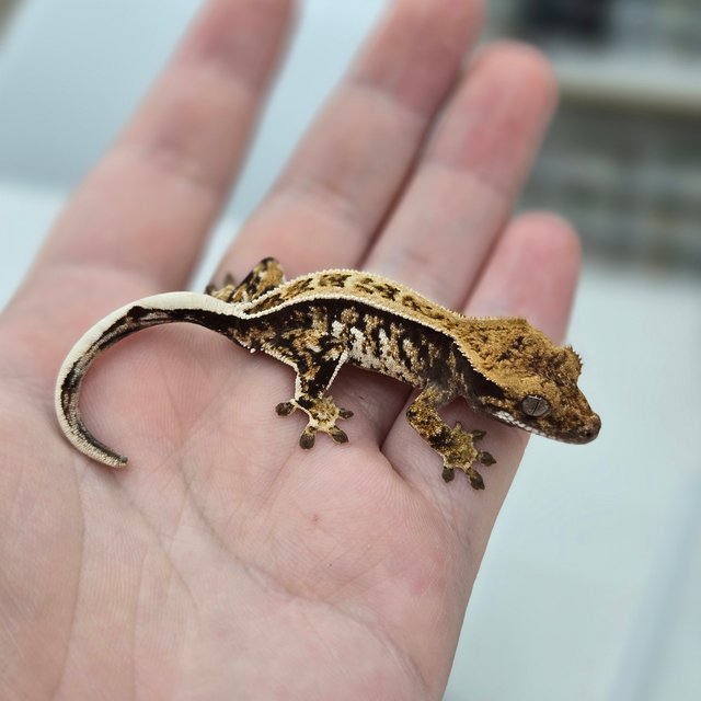 쿼드 풀핀 핀스트라이프 트라이 익스트림할리퀸 노멀