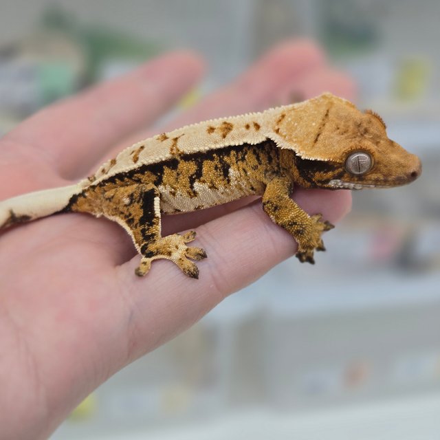 핀스트라이프 트라이 익스트림할리퀸