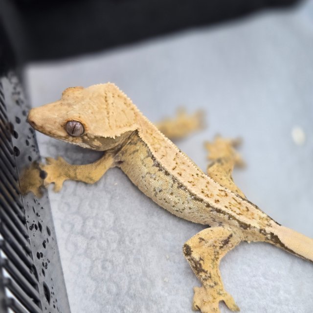 쿼드 핀스트라이프 노멀