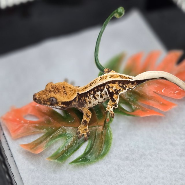 쿼드 풀핀 핀스트라이프 트라이 익스트림할리퀸 노멀