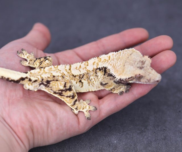 트라이 익스트림할리퀸