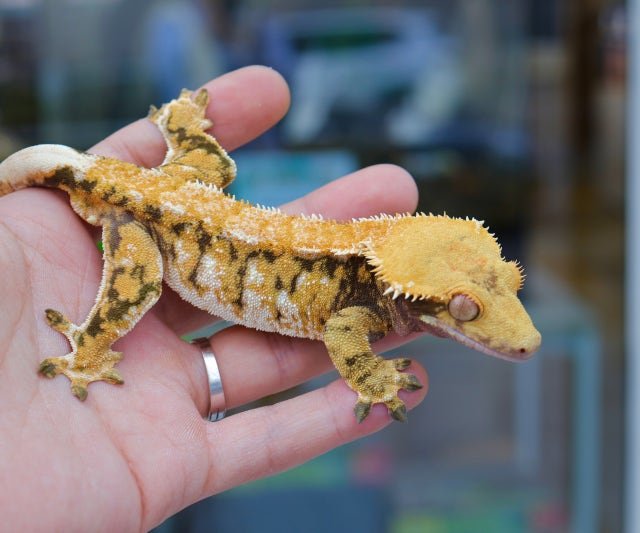 텐저린 트라이 익스트림할리퀸