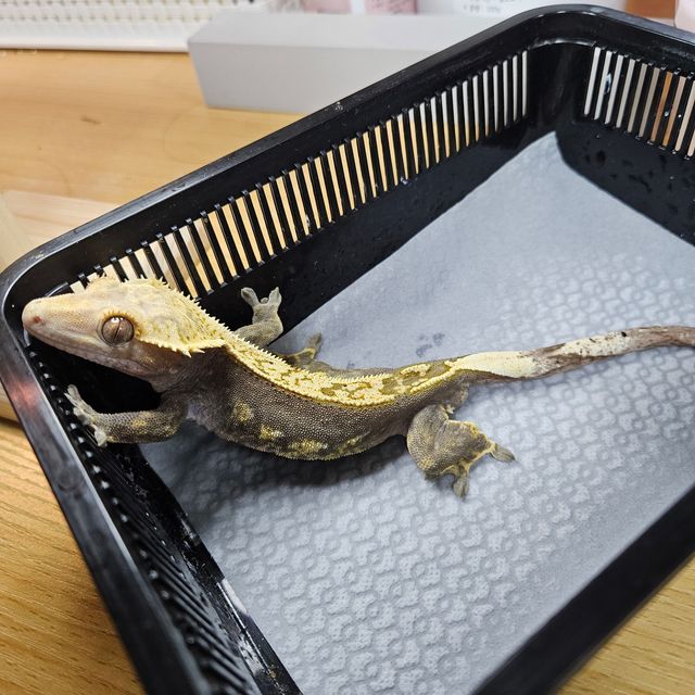 노멀 다크 쿼드
