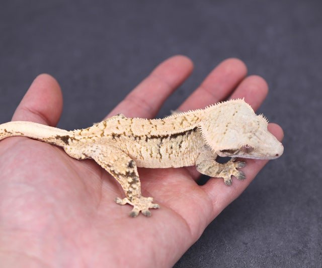 트라이 익스트림할리퀸