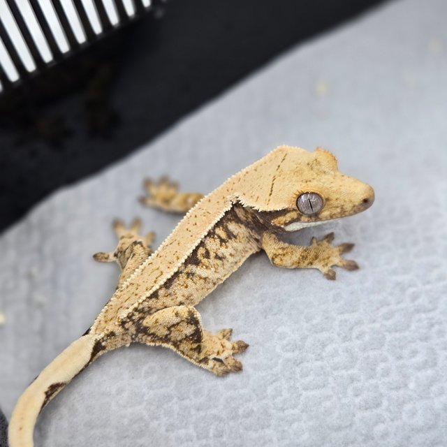 핀스트라이프 트라이 노멀