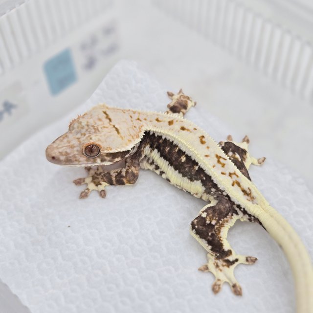 릴리100%헷아잔틱