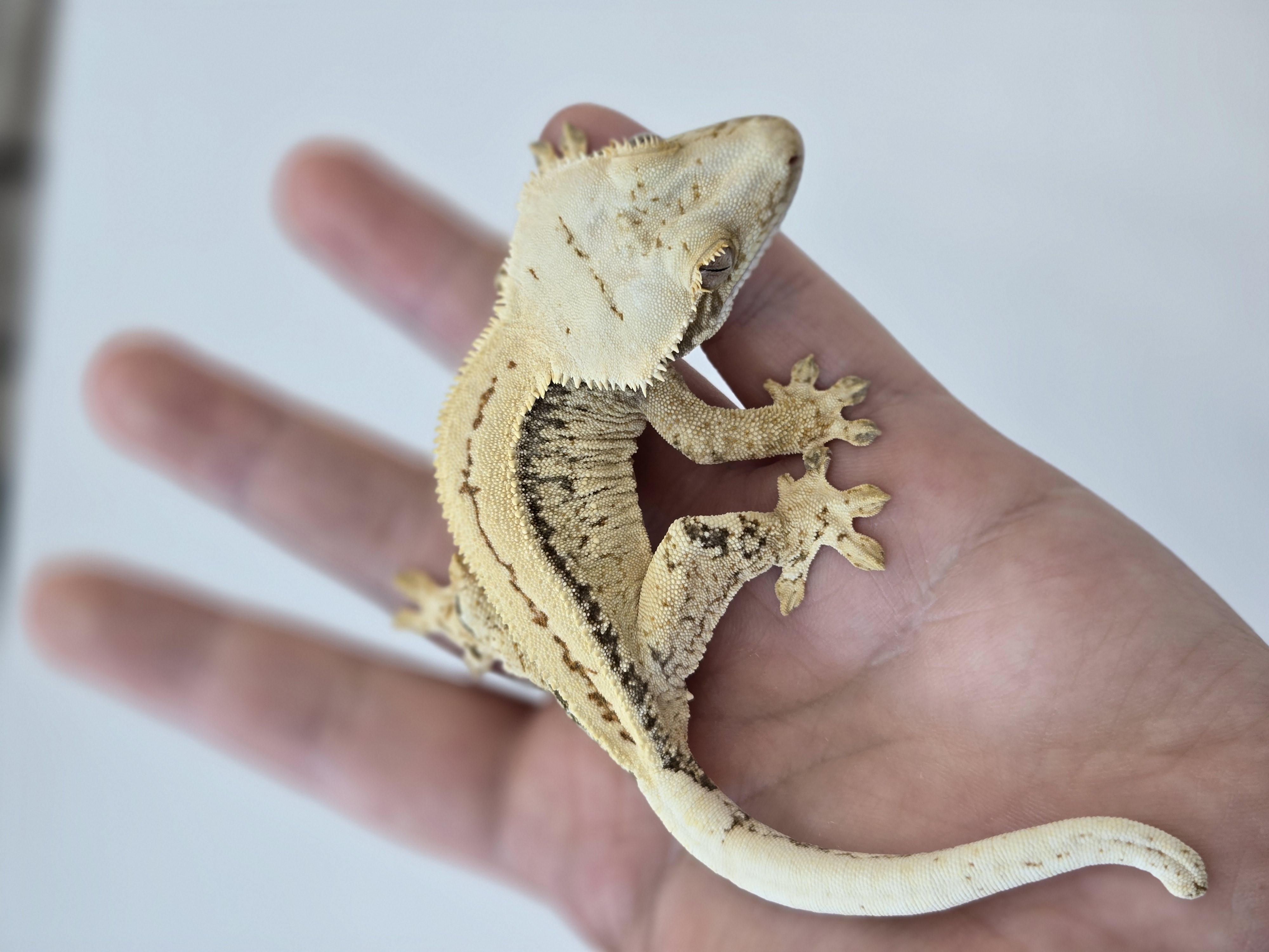 디어렙청주용암점