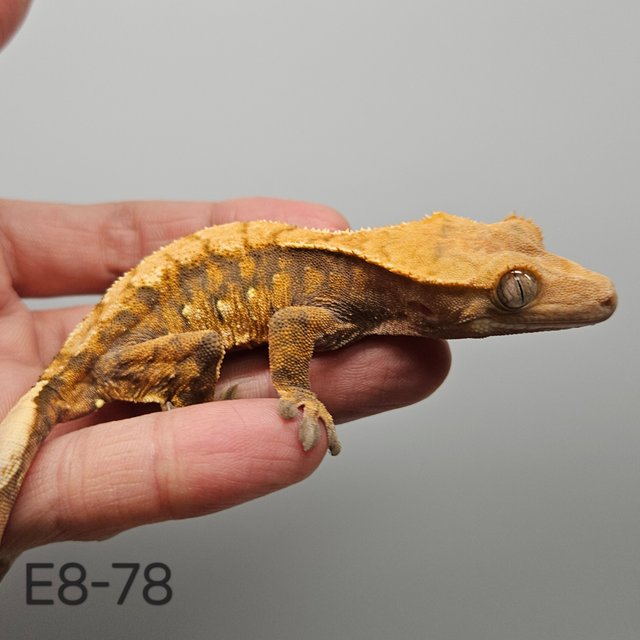 노멀 트라이 익스트림할리퀸