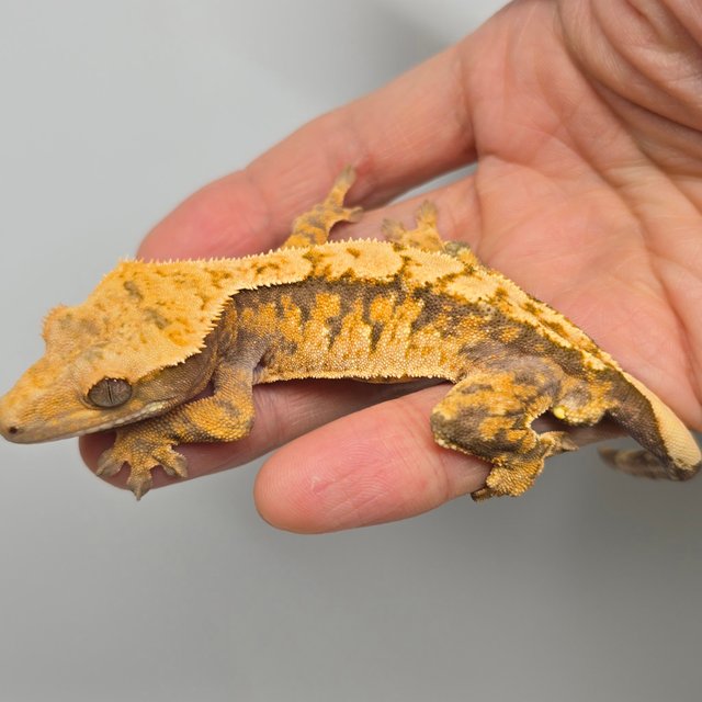 노멀 트라이 익스트림할리퀸