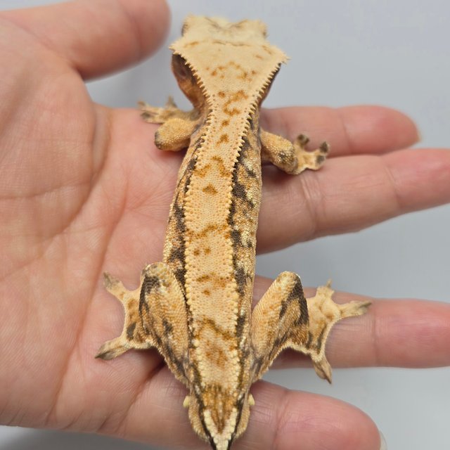 노멀 트라이 익스트림할리퀸