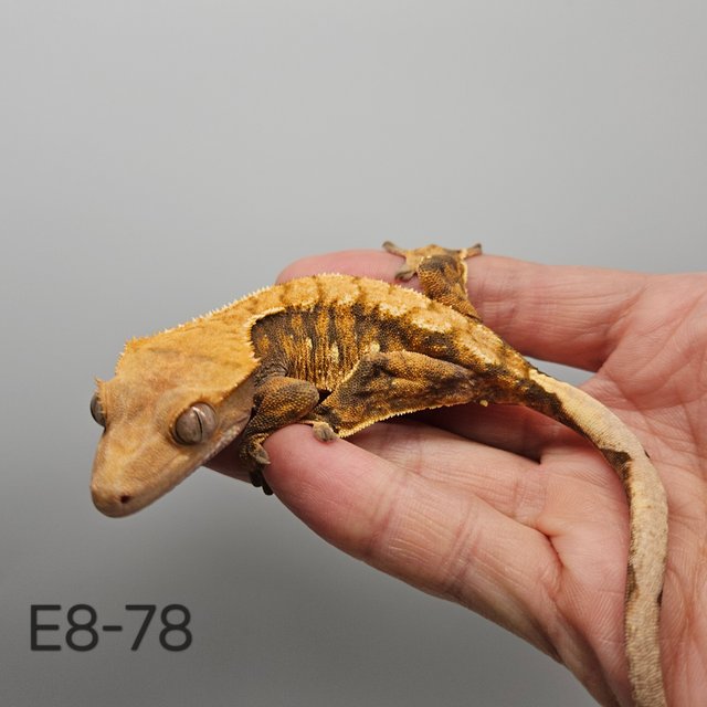 노멀 트라이 익스트림할리퀸