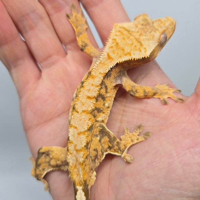 노멀 트라이 익스트림할리퀸