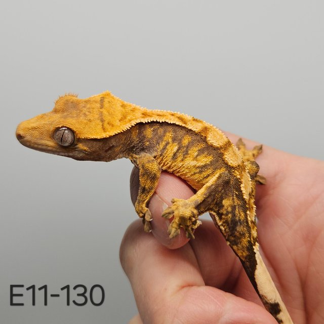 노멀 트라이 익스트림할리퀸