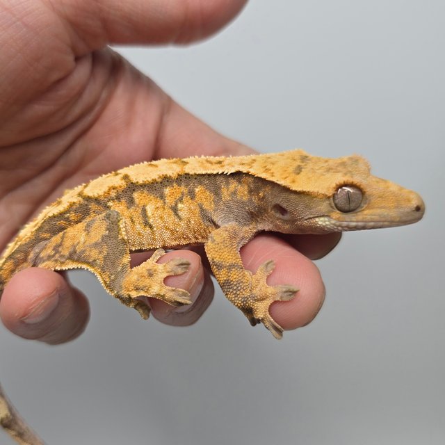 노멀 트라이 익스트림할리퀸