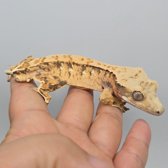 노멀 트라이 익스트림할리퀸