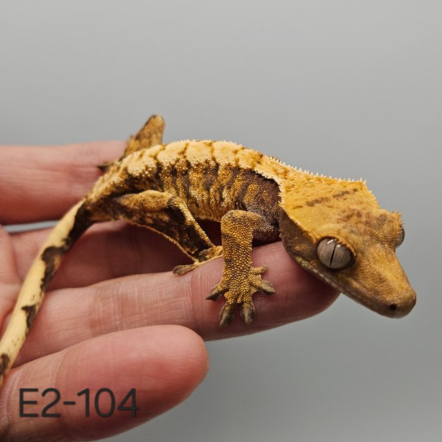 노멀 트라이 익스트림할리퀸