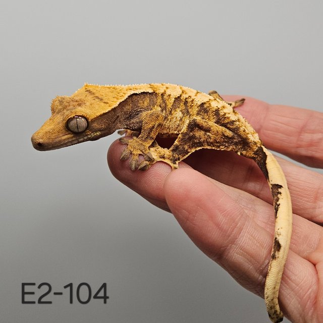 노멀 트라이 익스트림할리퀸