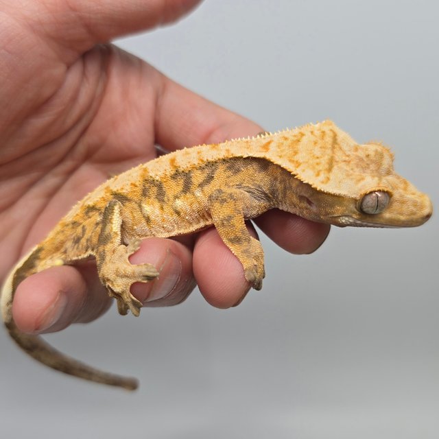 노멀 트라이 익스트림할리퀸