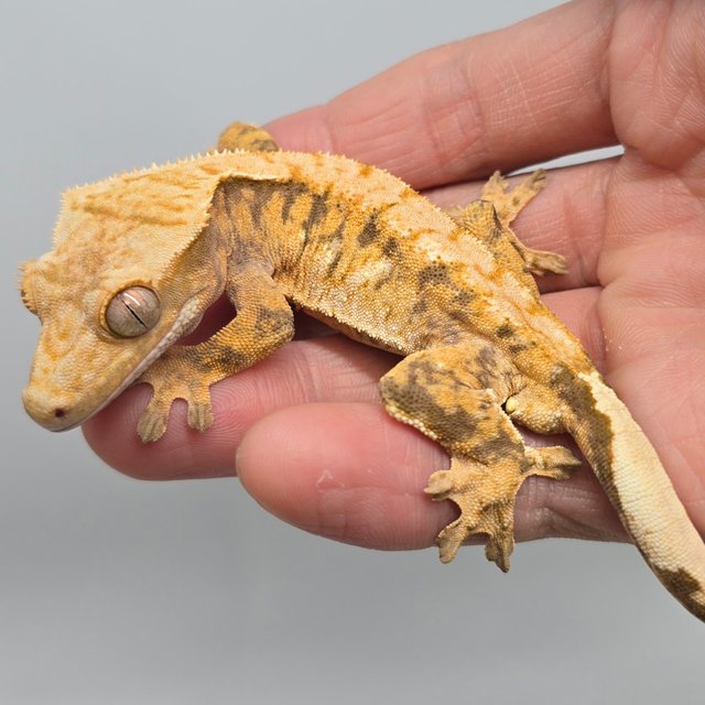 노멀 트라이 익스트림할리퀸