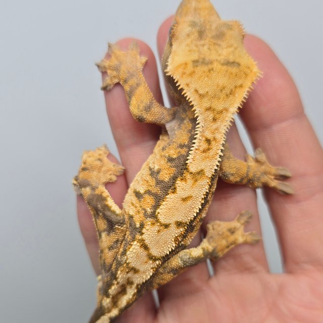 노멀 트라이 익스트림할리퀸