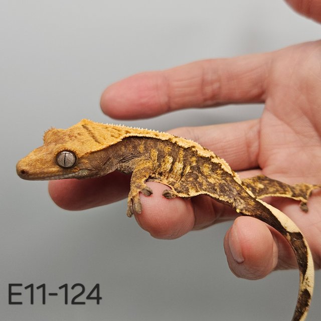 노멀 트라이 익스트림할리퀸