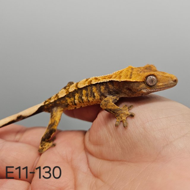 노멀 트라이 익스트림할리퀸