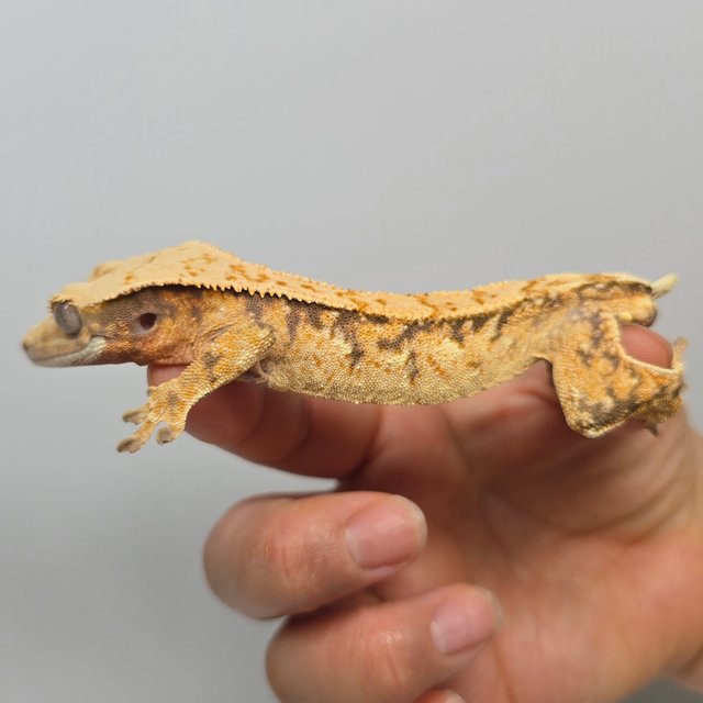 노멀 트라이 익스트림할리퀸